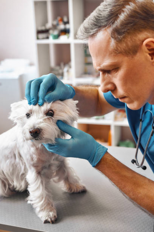 Agendamento de Exame de Eletrocardiograma Veterinário Vila Prudente - Exame de Laboratório para Animais com Resultado Rápido