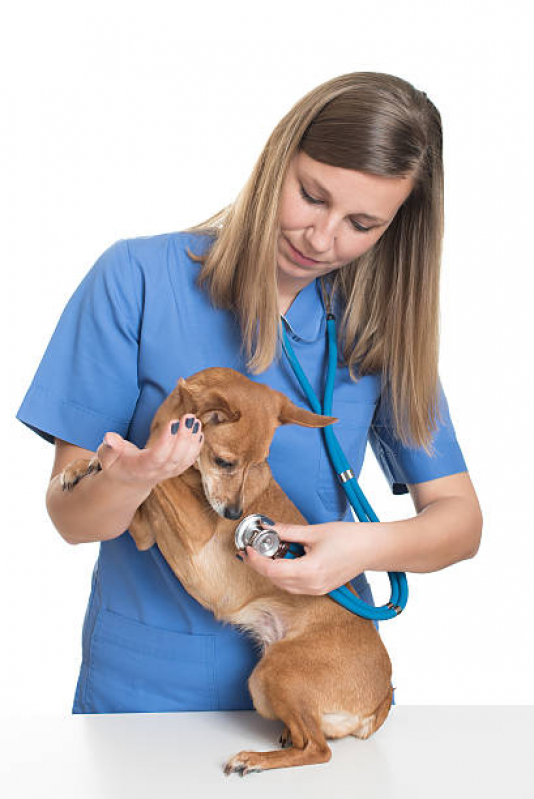 Agendamento de Exame de Radiologia para Animais Perus - Exame para Cachorro