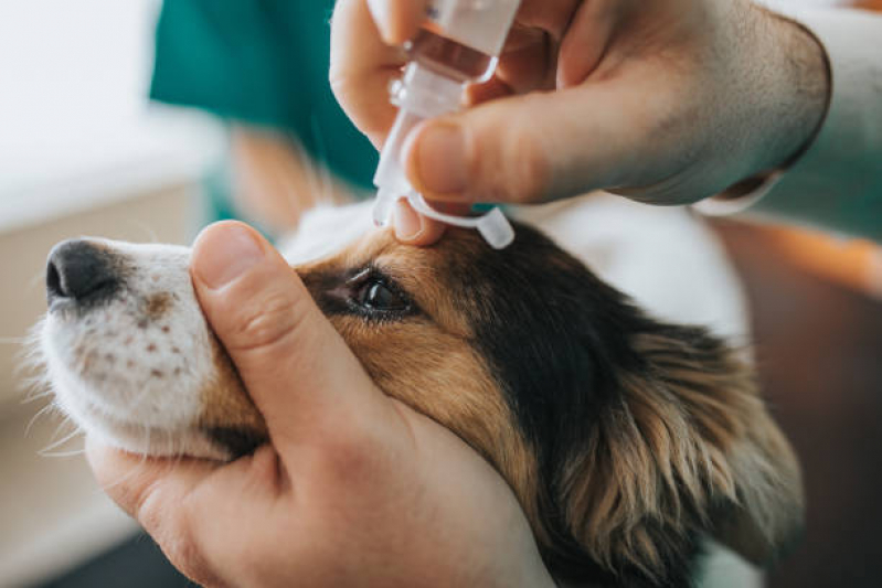 Agendamento de Exame de Sangue para Cachorro Perus - Exame de Sangue para Animais