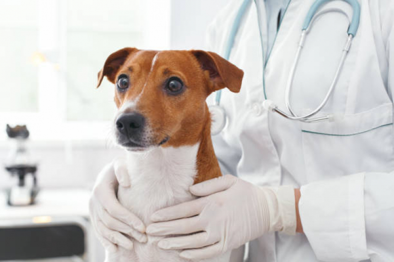 Agendamento de Exame de Sangue Veterinário Americana - Exame de Radiologia para Animais
