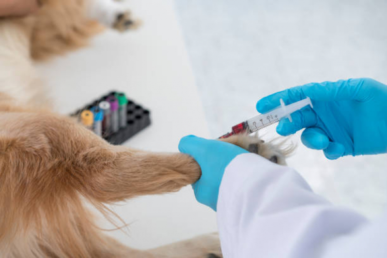 Agendamento de Exame para Cachorro Americana - Exame de Ultrassom para Animais