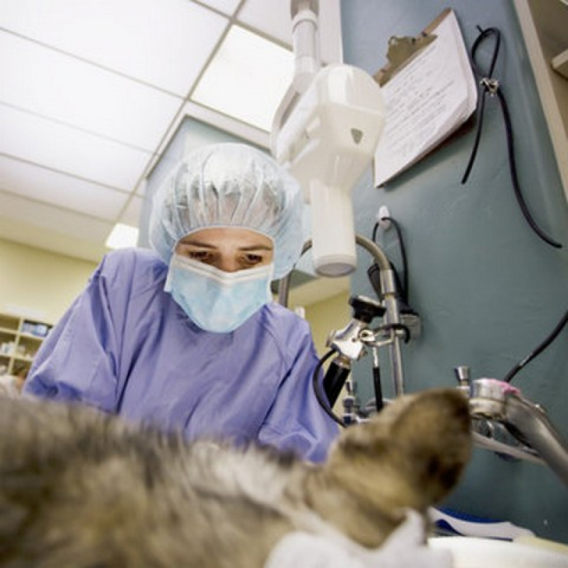 Cirurgia Cardiaca Veterinaria Brás - Cirurgia Oftalmologica em Cães