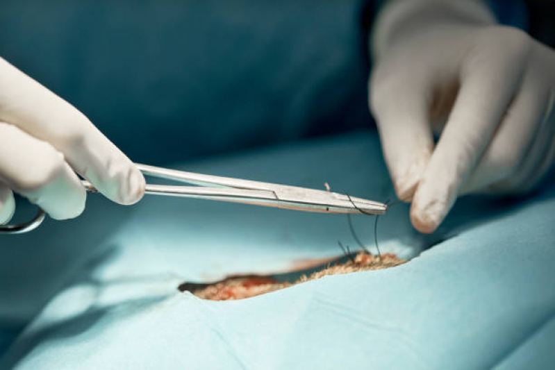 Cirurgia com Anestesia Veterinária Agendar Indianopolis - Cirurgia para Gato