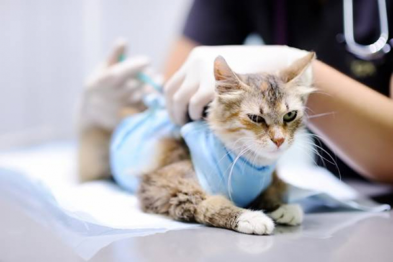 Cirurgia com Anestesia Veterinária Marcar Embu - Cirurgia para Gato