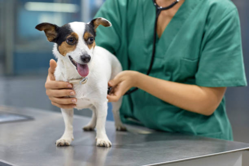 Cirurgia com Anestesia Veterinária Vila Romana - Cirurgia para Cachorro