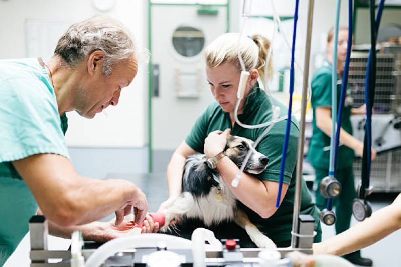 Cirurgia de Castração de Cachorro Marcar Água Branca - Cirurgia com Anestesia Veterinária