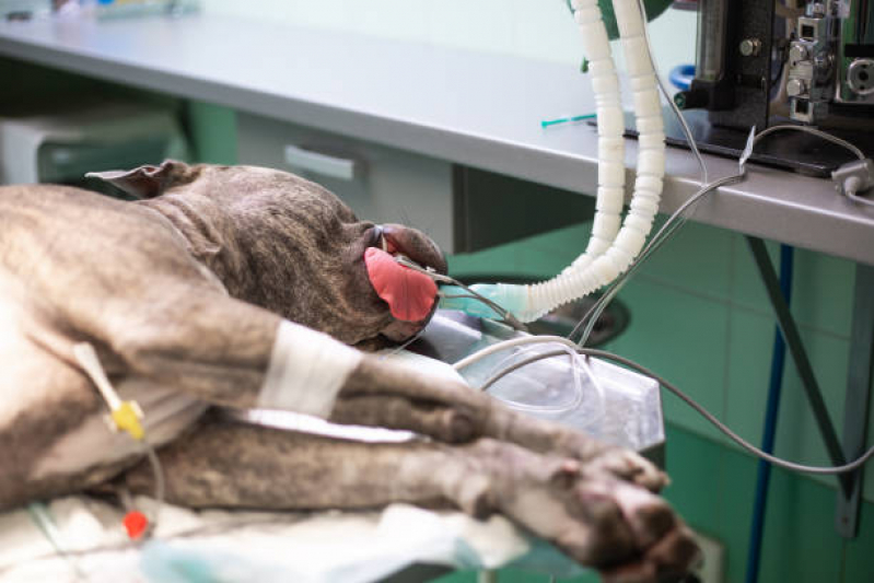 Cirurgia de Castração de Gatos Marcar Barra Bonita - Cirurgia com Anestesia Veterinária