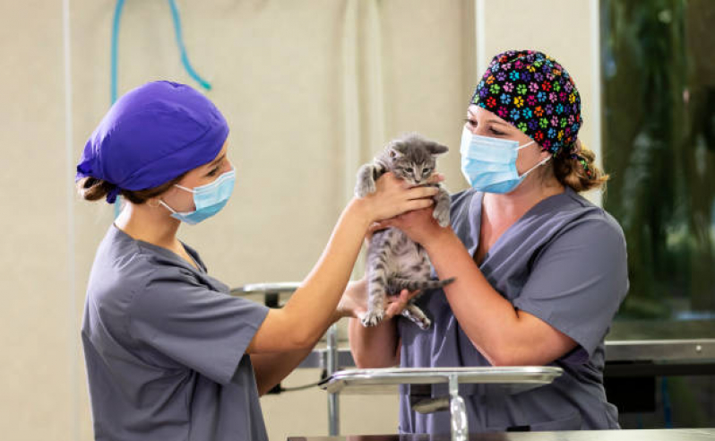 Cirurgia de Castração de Gatos Brooklin - Cirurgia de Catarata em Gatos