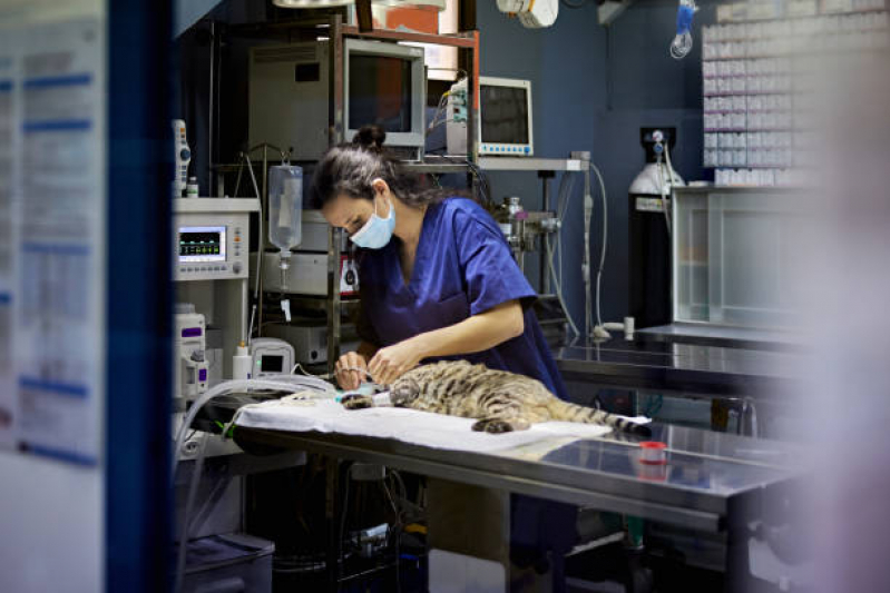 Cirurgia de Castração para Gatos Marcar Taboão da Serra - Cirurgia com Anestesia Veterinária