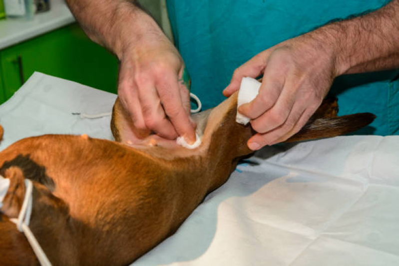 Cirurgia de Catarata em Gatos Marcar Santa Bárbara DOeste - Cirurgia para Cachorro