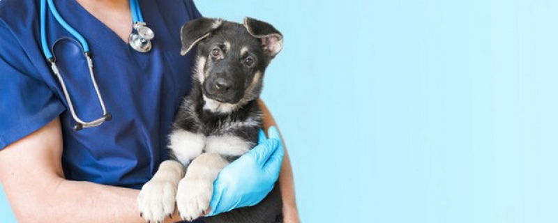 Cirurgia em Animais de Pequeno Porte Vila Cruzeiro - Cirurgia Oftalmologica em Cães
