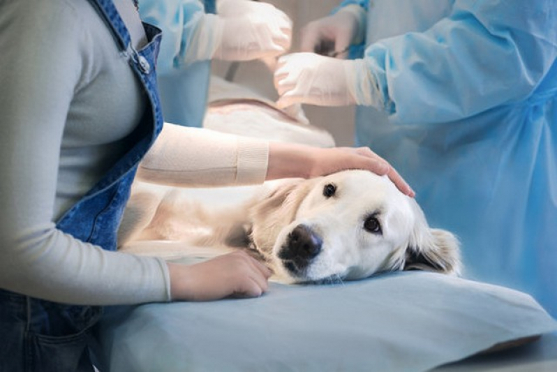 Cirurgia em Animais Marcar Vila Santa Catarina - Cirurgia Reconstrutiva Veterinária