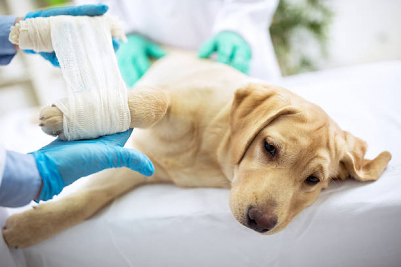 Cirurgia Limpeza de Tártaro Água Branca - Cirurgia para Cachorro