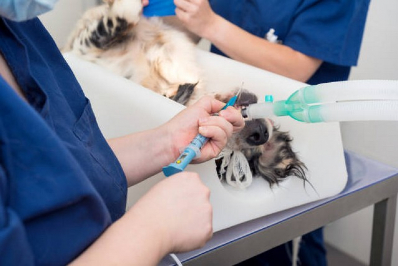 Cirurgia Oftalmologica Veterinaria Agendar Pirituba - Cirurgia em Animais