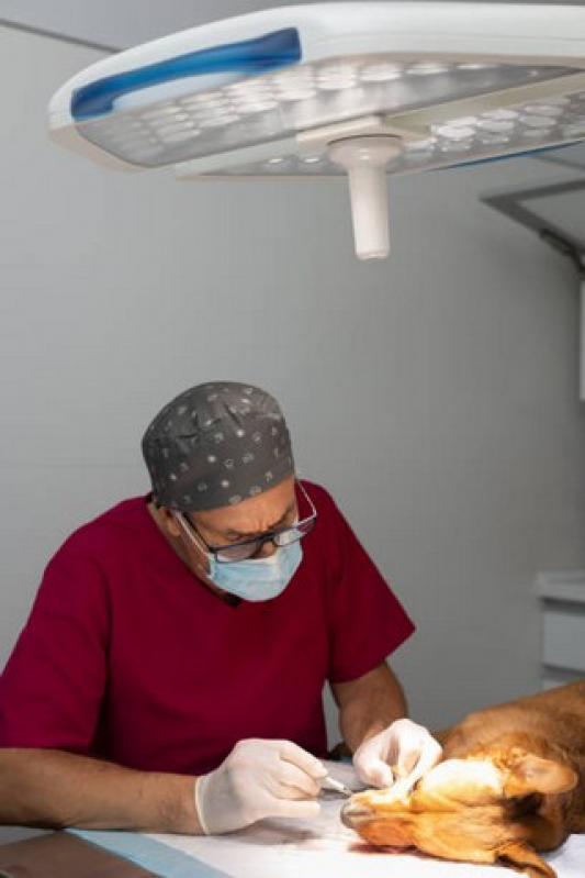 Cirurgia Oftalmologica Veterinaria Marcar Santo André - Cirurgia Oftalmologica Cachorro