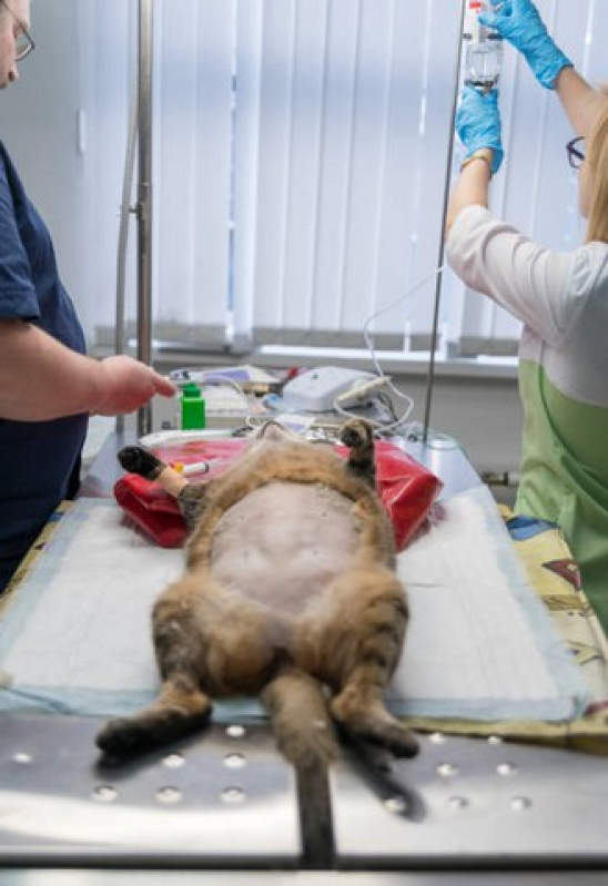 Cirurgia Oftalmologica Veterinaria Indaiatuba - Cirurgia Oftalmologica em Cães