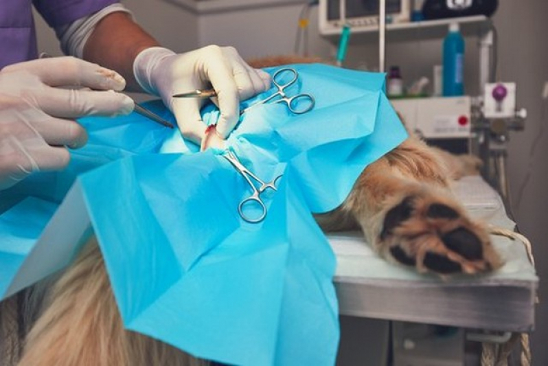 Cirurgia Oncologica Veterinaria Agendar Vila Romana - Cirurgia Oftalmologica em Cães