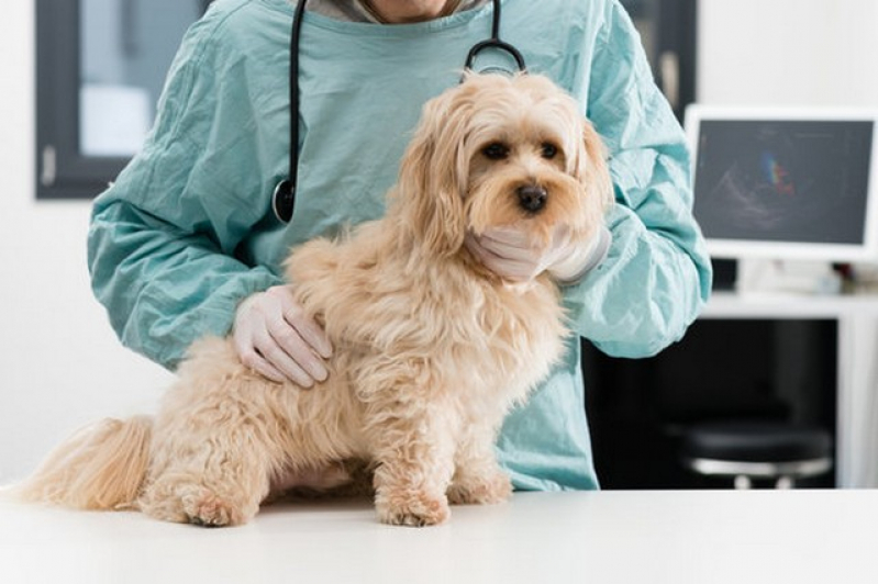 Cirurgia Ortopedica em Cachorro Agendar Brooklin Paulista - Cirurgia Oncologica Veterinaria