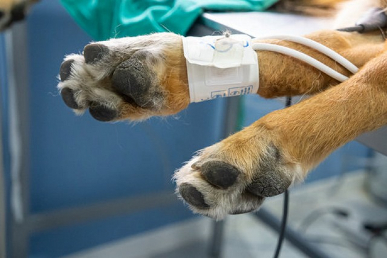 Cirurgia Ortopedica em Cachorro Marcar Jardim Gilda Maria - Cirurgia em Animais de Pequeno Porte
