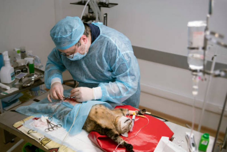 Cirurgia para Cachorro Marcar Jd Europa - Cirurgia com Anestesia Veterinária