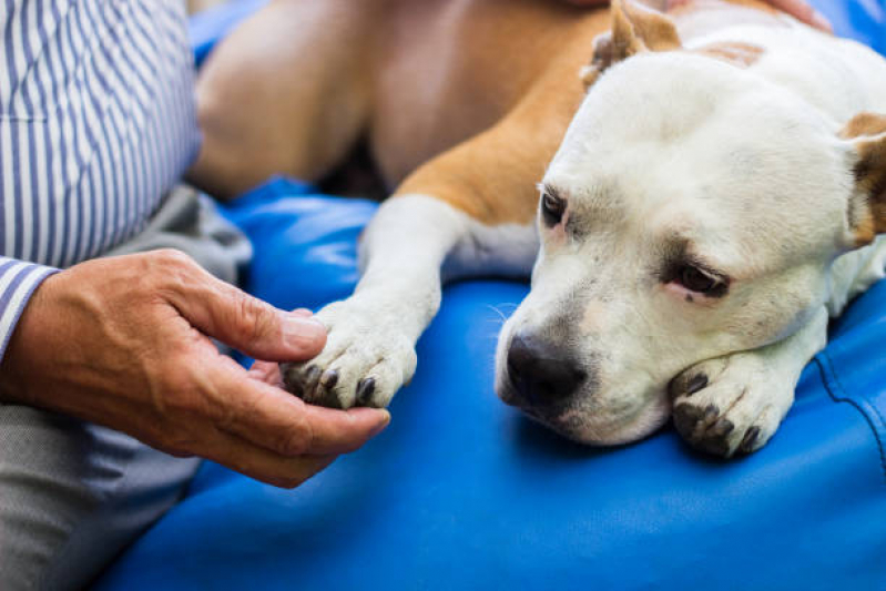 Cirurgia para Cachorros Marcar Barra Bonita - Cirurgia com Anestesia Veterinária