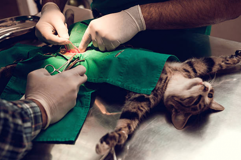 Cirurgia para Cães e Gatos Agendar Jd Marajoara - Cirurgia para Gato