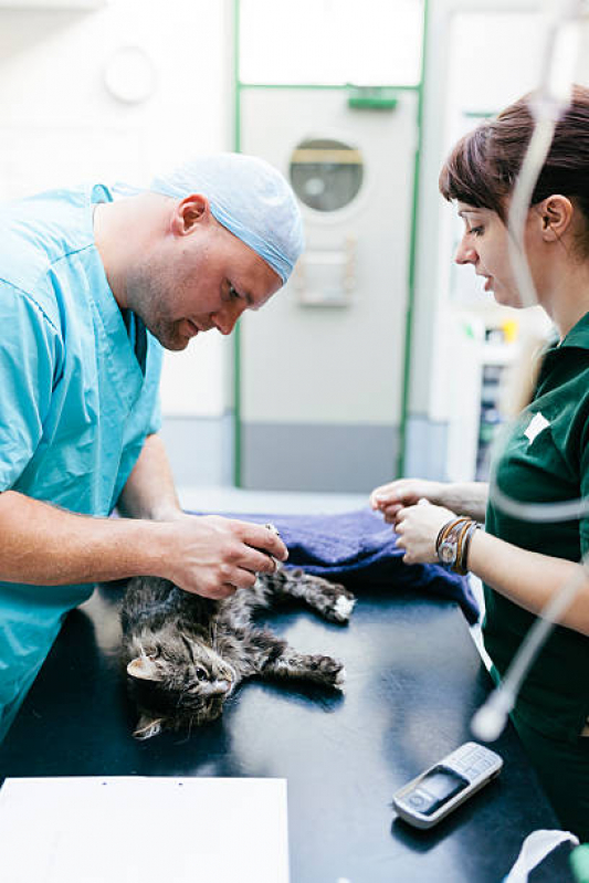 Cirurgia para Cães e Gatos Marcar Vila Anastácio - Cirurgia Veterinária Santo Amaro