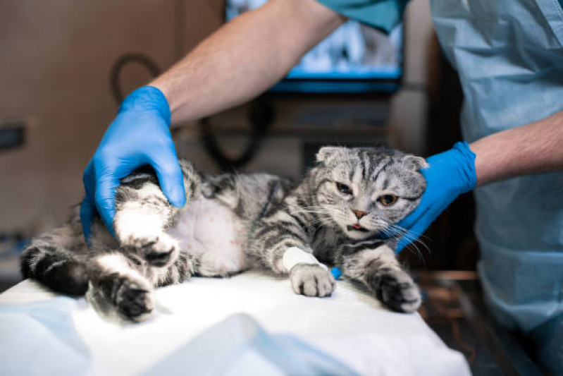 Cirurgia para Gato Agendar Conchas - Cirurgia de Catarata em Gatos