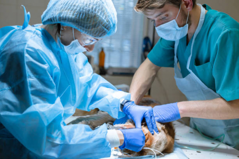 Cirurgia para Gato Marcar Tabatinga - Cirurgia de Castração de Cachorro