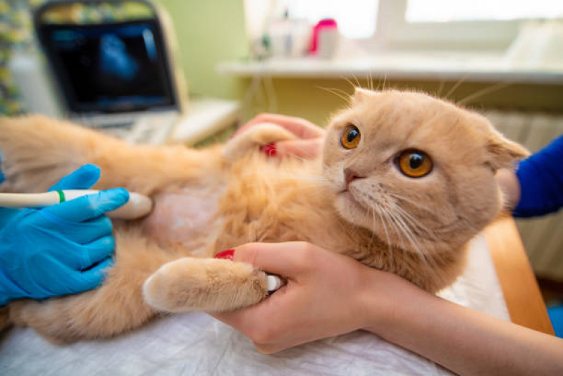 Cirurgia para Gato Pinheiros - Cirurgia de Catarata em Cachorro