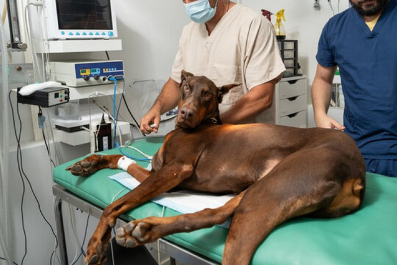 Cirurgia Reconstrutiva Veterinária Marcar Freguesia do Ó - Cirurgia Oftalmologica Cachorro