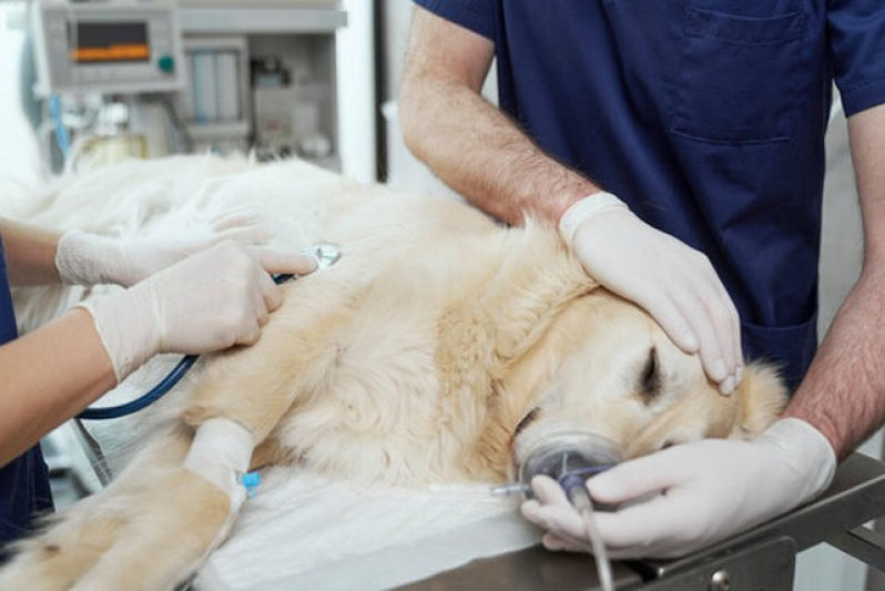 Cirurgia Reconstrutiva Veterinária Jd Bonfiglioli - Cirurgia Oftalmologica Cachorro