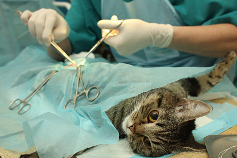 Cirurgia Veterinária Barra Funda - Cirurgia para Gato