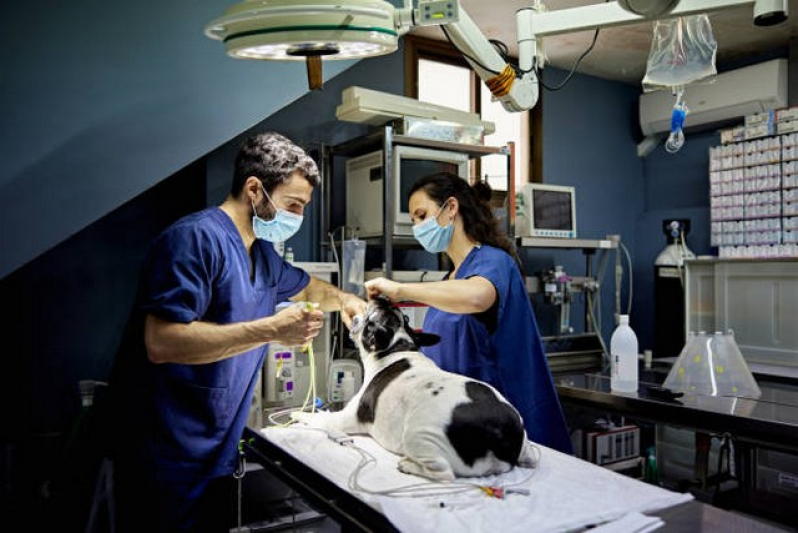 Clínica com Uti Veterinária Vila Leopoldina - Internação para Cachorros