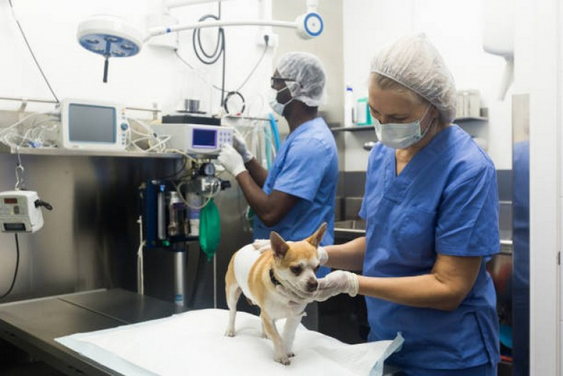 Clínica de Internação de Cachorro Anália Franco - Internação para Gato Pós Operatória