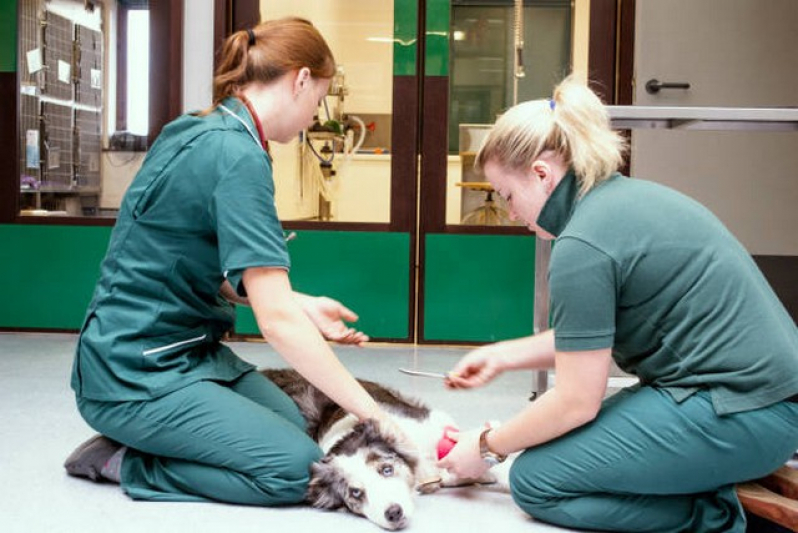 Clínica de Internação de Cachorros Saúde - Internação de Emergência para Animais