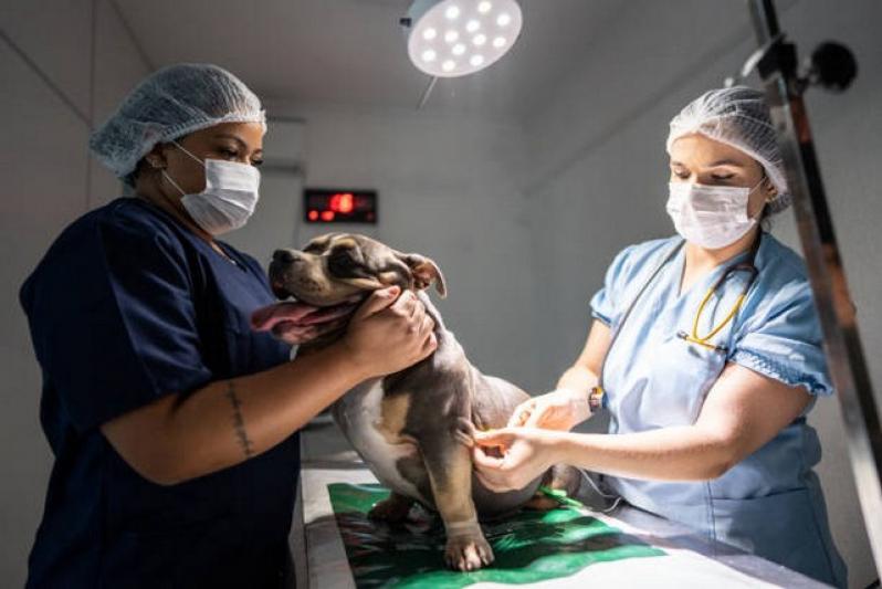 Clínica de Internação de Emergência para Cães Santa Bárbara DOeste - Uti Veterinária