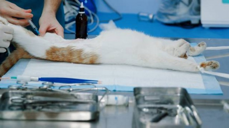 Clínica de Internação de Gatos Sapopemba - Internação de Emergência para Animais