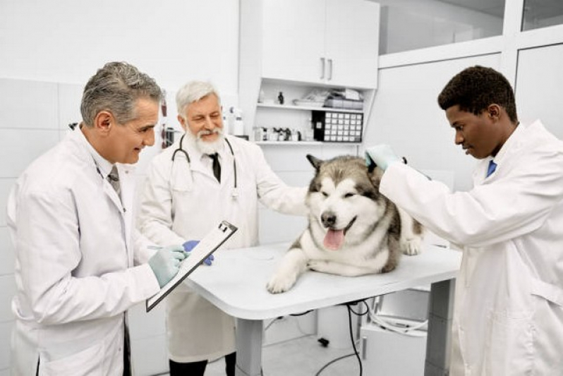 Clínica de Internação Monitorada para Animais Cerqueira Cesar - Internação de Cachorro