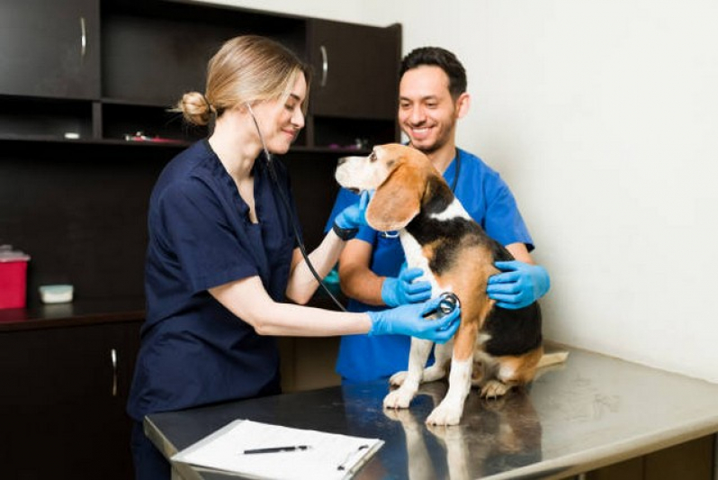 Clínica de Internação para Animais Domésticos Suzano - Uti Veterinária