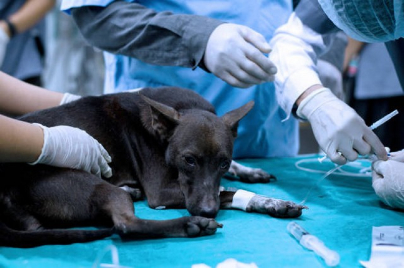 Clínica de Internação para Animais Pós Operatória Suzano - Internação de Cachorro