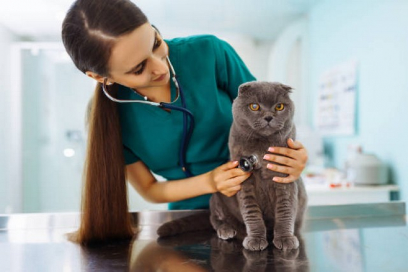 Clínica de Internação para Gato Pós Operatória Guaianases - Internação Monitorada para Animais