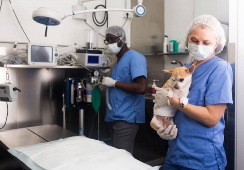 Clínica de Uti Veterinária Conchas - Internação de Emergência para Animais