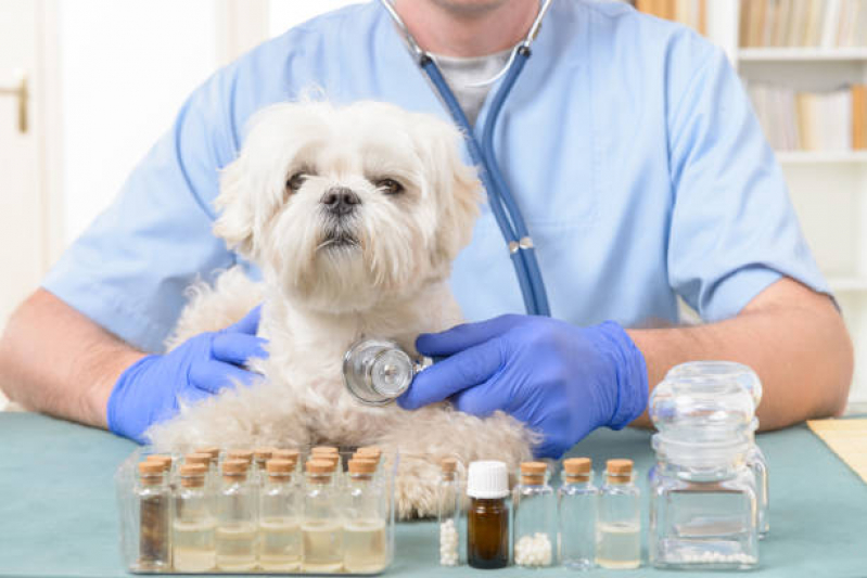 Clínica Especialista em Homeopata para Cachorro Alto da Boa Vista - Veterinário Homeopata