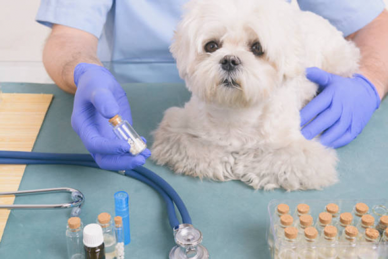 Clínica Especialista em Homeopatia na Veterinária Itapevi - Homeopata para Cachorro