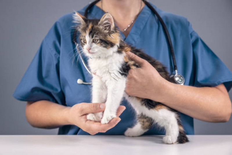 Clínica Especializada em Encaminhamento Médico para Animais Morumbi - Encaminhamento Médico Veterinário