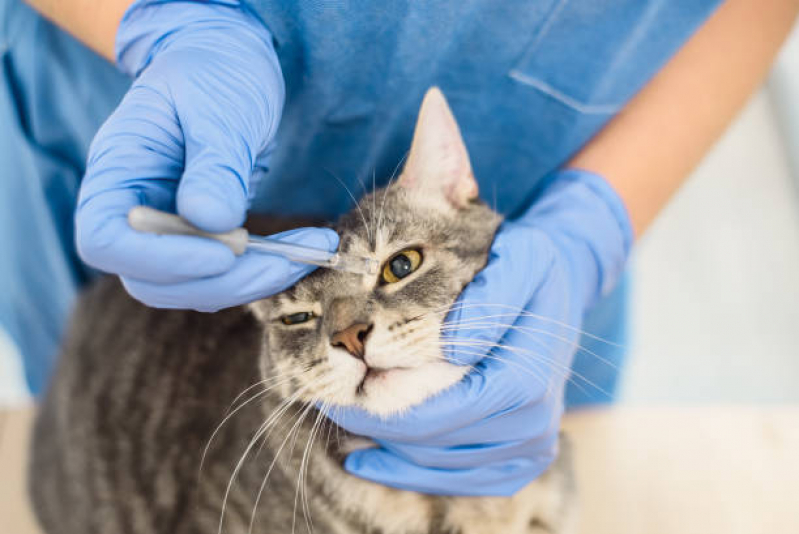 Clínica Especializada em Encaminhamento Médico para Gatos Guarulhos - Encaminhamento Médico para Animais
