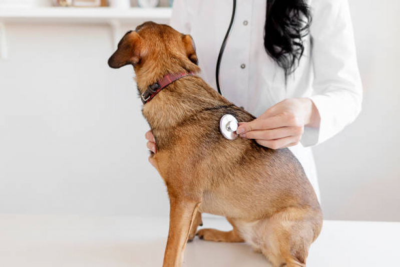 Clínica Especializada em Encaminhamento para Cirurgia de Animais Perus - Encaminhamento Médico para Cachorros
