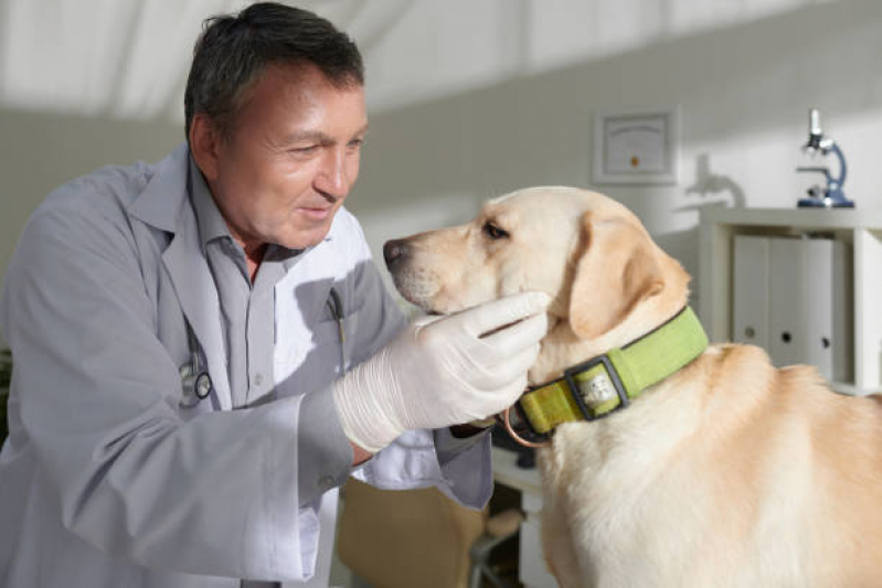 Clínica Especializada em Encaminhamento Veterinário Especialidades Tatuapé - Encaminhamento Médico para Animais