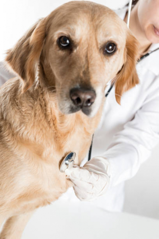 Clínica Especializada em Encaminhamento Veterinário Lapa - Encaminhamento Médico para Animais